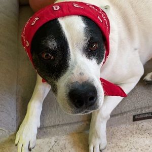 Meet your Posher, Joseph